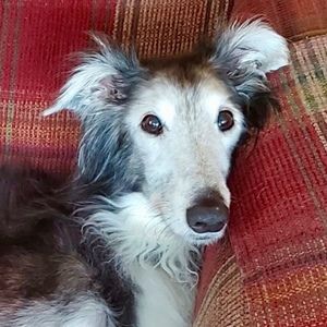 Meet your Posher, Molly
